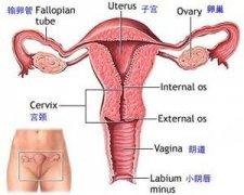 宫颈性不孕的7大原因