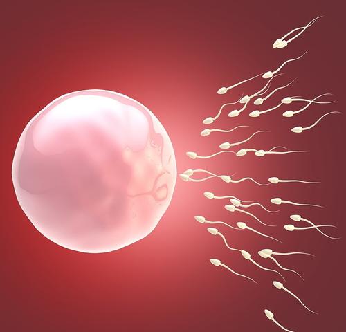 试管婴儿,精子获能,卵子,受精