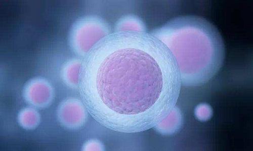试管婴儿,优质胚胎,胚胎卵裂球,胚胎生长速度