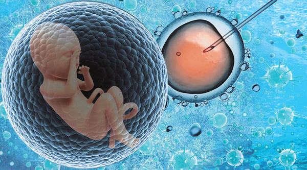 胚胎移植,试管婴儿,不孕不育,受精卵