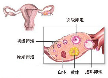 卵巢早衰,试管婴儿,不孕不育,闭经,人工受孕