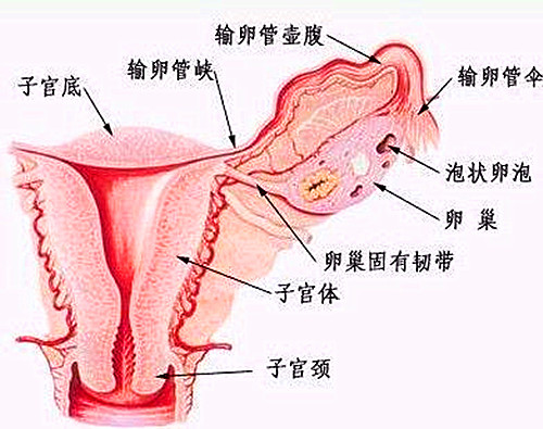 胚胎移植,试管婴儿,不孕不育,子宫内膜