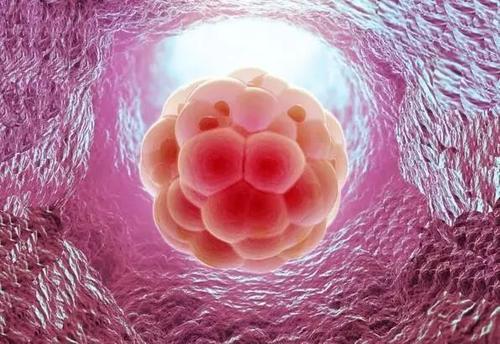 胚胎移植,胚胎发育,子宫内膜,不孕不育