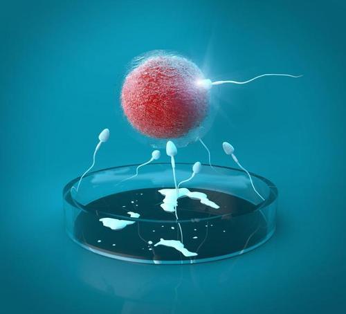 FSH,试管婴儿,卵子质量,胚胎移植,卵巢功能