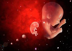 试管婴儿移植后胚胎会流出来吗