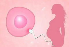 女性排卵障碍导致不孕 能做试管助孕吗