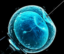 深圳做第三代试管婴儿一次可以放几枚胚胎？