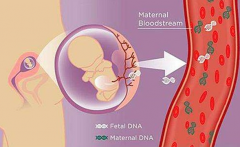 　试管婴儿鲜胚不成功